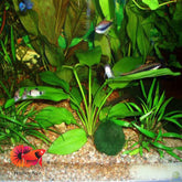 Echinodorus Horizontalis